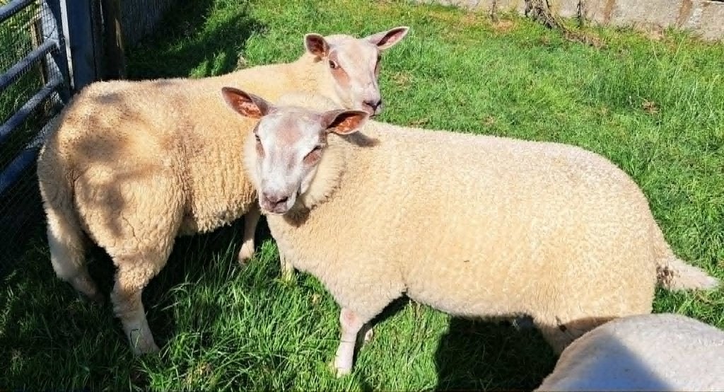 2 ooi, Dieren en Toebehoren, Vrouwelijk, Schaap, 0 tot 2 jaar