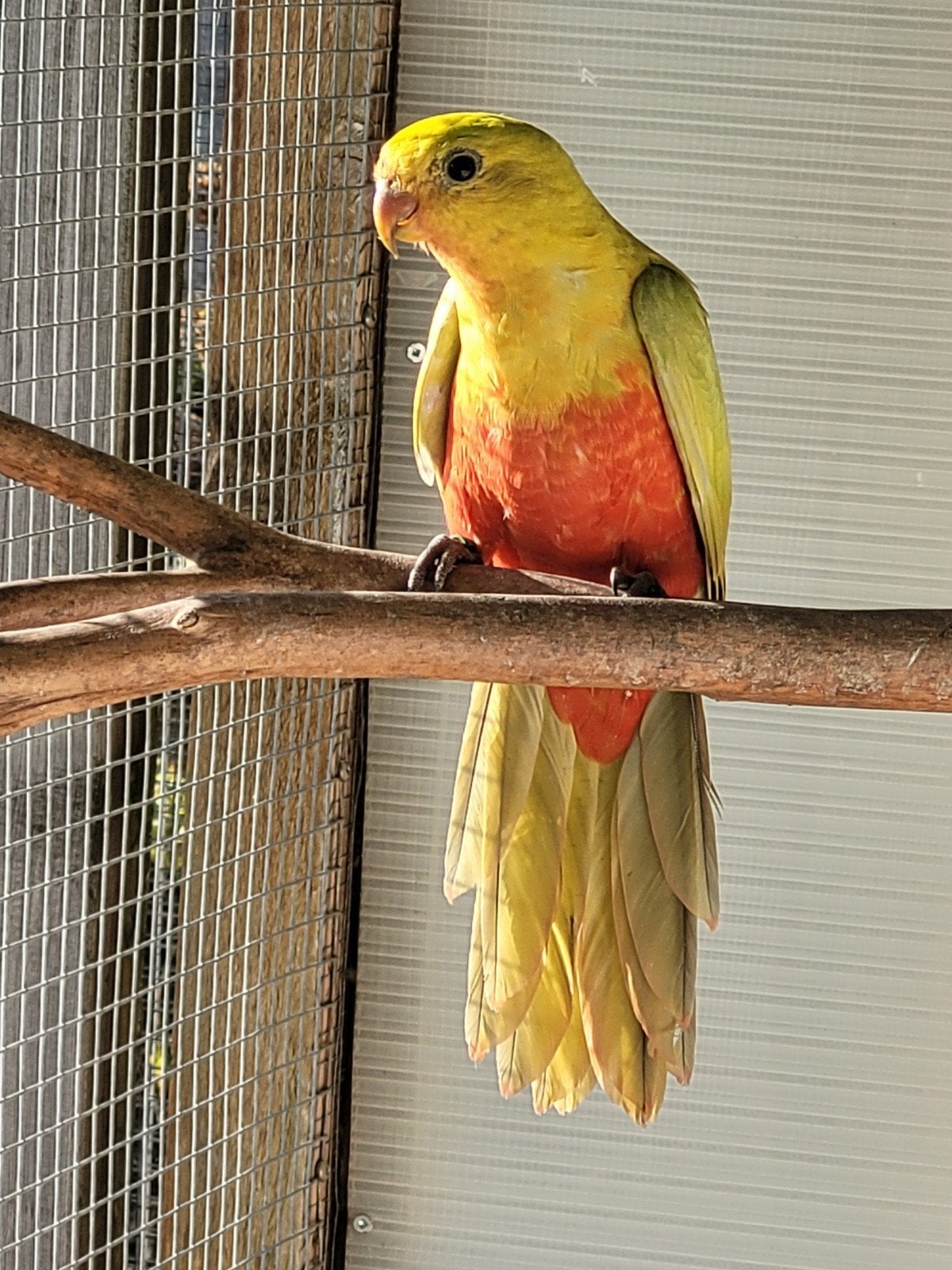 dilute (gele) koningsparkiet, Dieren en Toebehoren