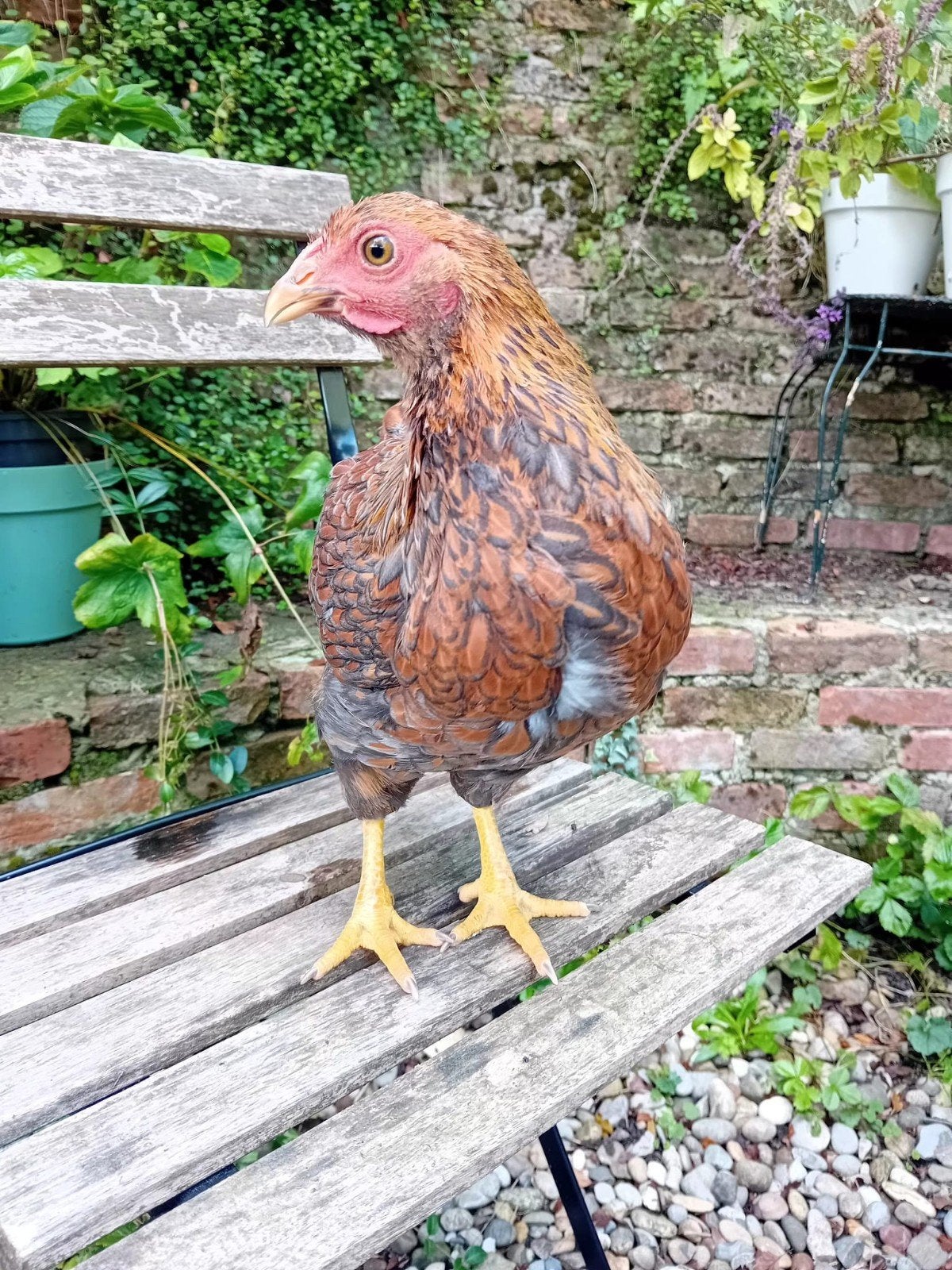 kriel kippen, Dieren en Toebehoren, Vrouwelijk, Kip