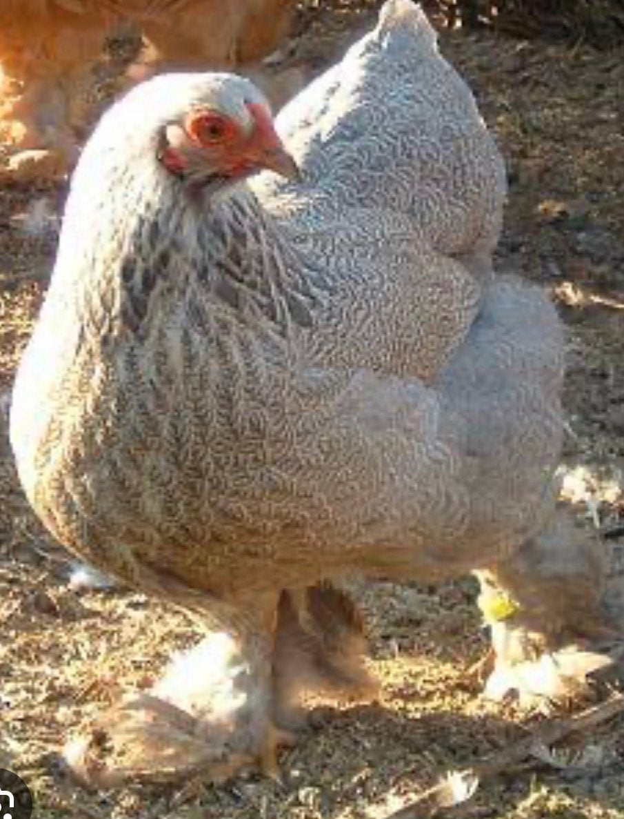 Brahma krielen van TT kwaliteit te koop, Dieren en Toebehoren, Meerdere dieren, Kip