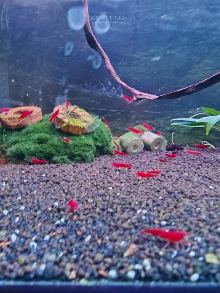 Neocaridina sakura red