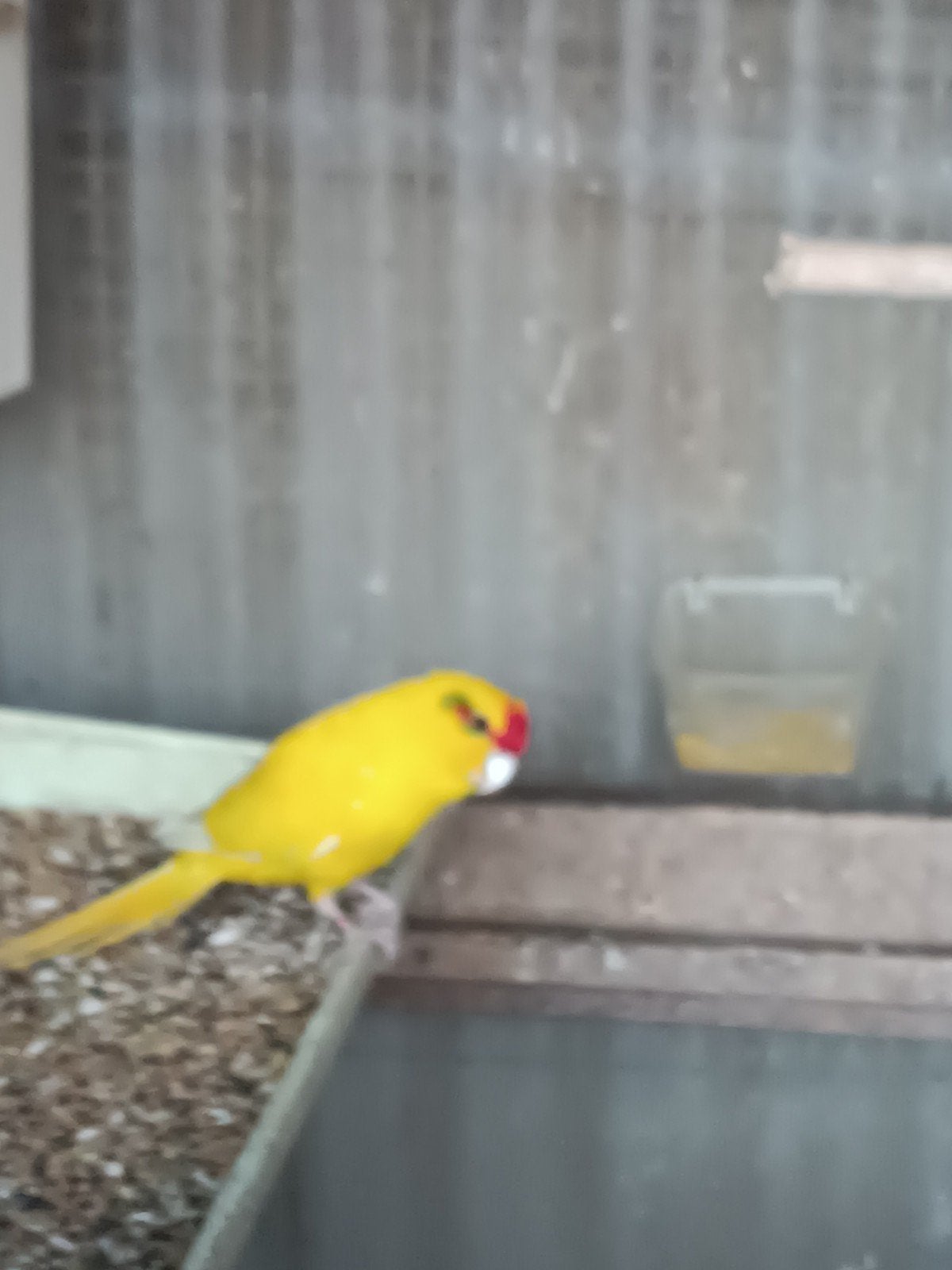 kakariki pop, Vrouwelijk, Parkiet