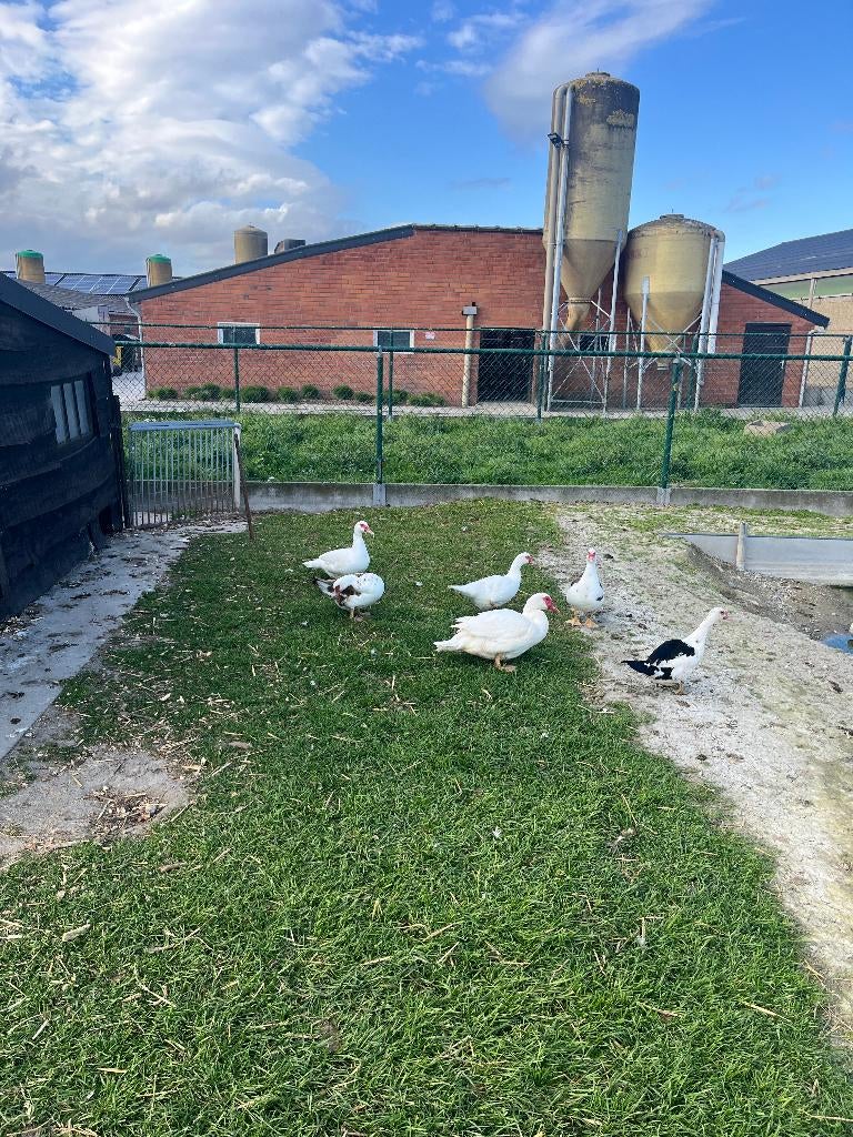 Barbarie hennen aan de leg, Animaux & Accessoires, Volatiles, Femelle, Canard