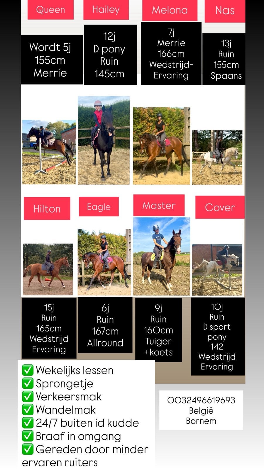 8 toffe paarden, Dieren en Toebehoren, Meerdere dieren