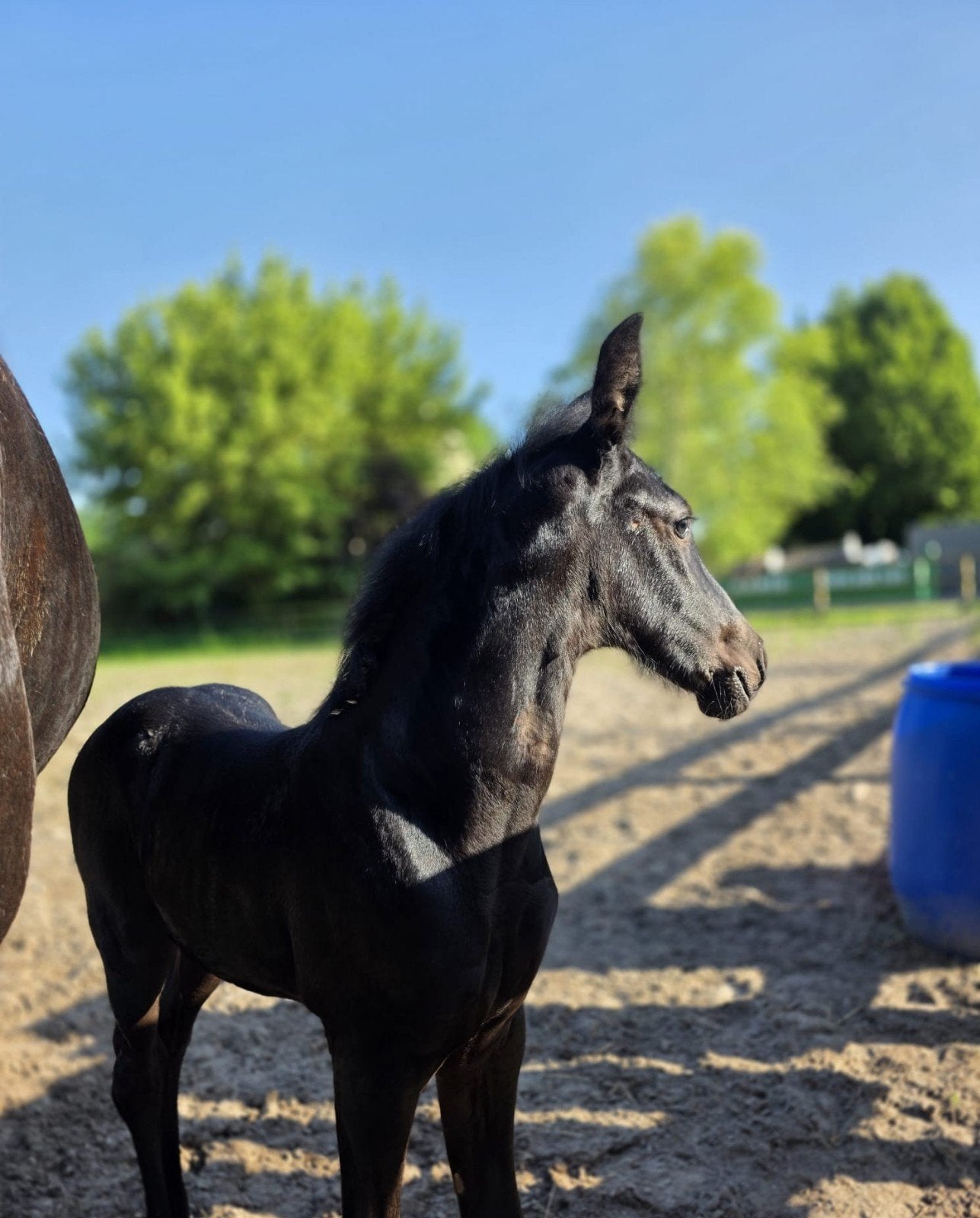 Exclusief barock pinto merrie veulen, Dieren en Toebehoren, Paarden, Merrie, Met stamboom, Dressuurpaard, 0 tot 2 jaar