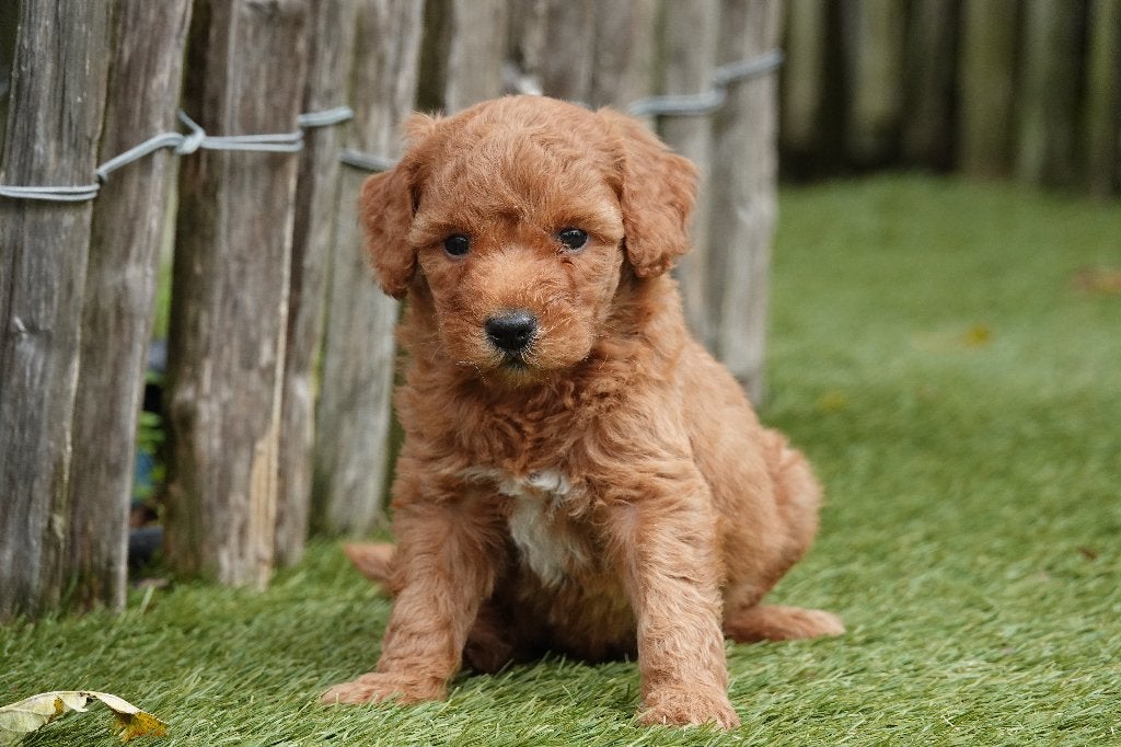 Prachtige medium Goldendoodle pups, Abrikoos & Abrikoos/rood, België, Overige rassen, CDV (hondenziekte), 8 tot 15 weken