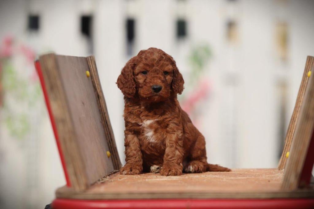 Cockapoo Pups – Super Aanhankelijk & Gezinsvriendelijk!, Parvo, België, Overige rassen, 8 tot 15 weken