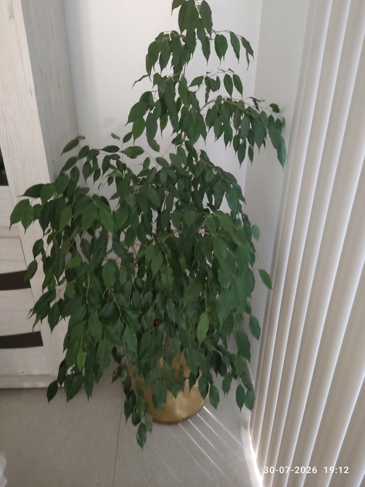 plante avec bouilloire en cuivre, Enlèvement, Plante fixe, Plantes potagères