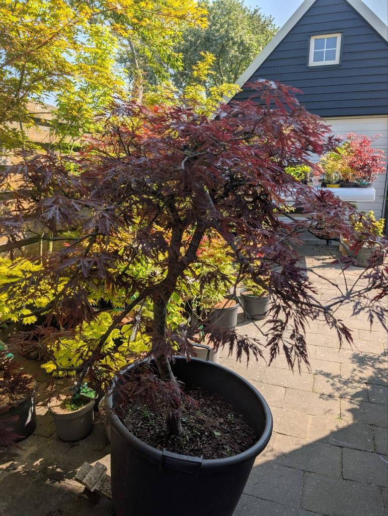 Acer palmatum Dissectum Ornatum Japanse esdoorn 25 jaar oud!, Tuin en Terras, Planten | Bomen, Zomer, Ophalen