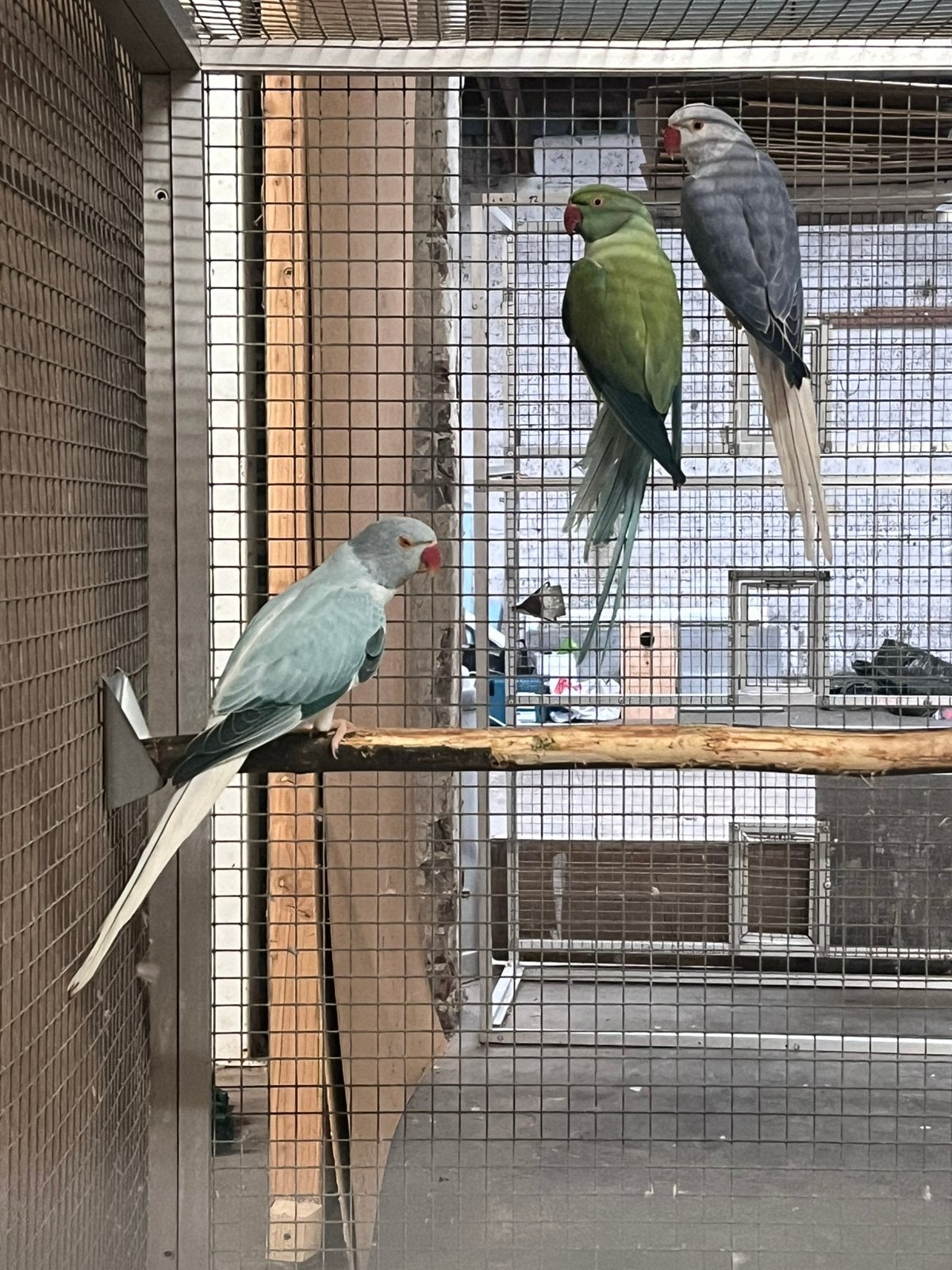 Halsbandparkieten