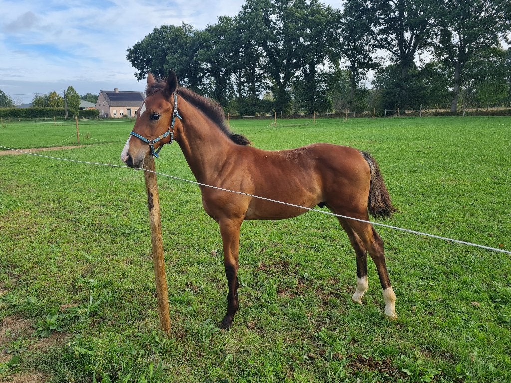 Hengsten veulen, Dieren en Toebehoren