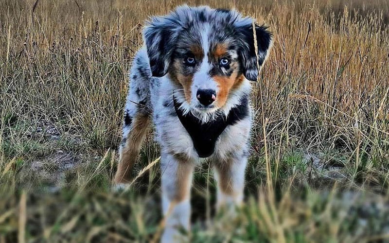 Ga met je hond wandelen, Dieren en Toebehoren, Ophalen