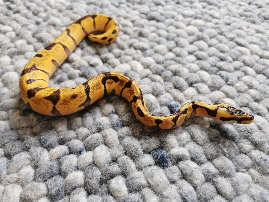 Koningspython; python regius; 1.0; Super Enchi Pastel Ball Python photo 2