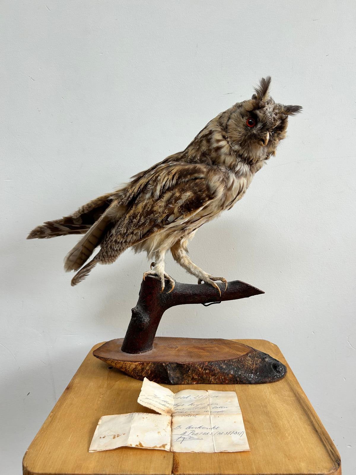 Chouette naturalisée sur socle en bois, Enlèvement, Comme neuf, Oiseaux, Animal empaillé