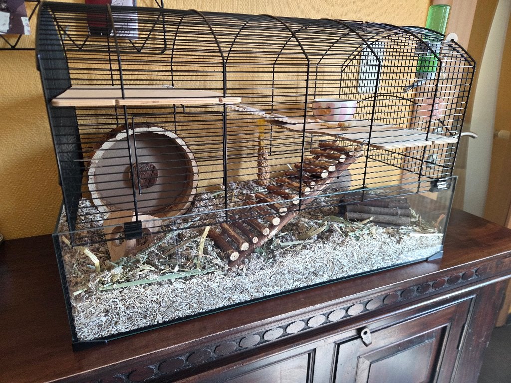 Hamster doré mâle avec belle et grande cage de luxe., Neuf, 75 à 110 cm, Cage, Enlèvement