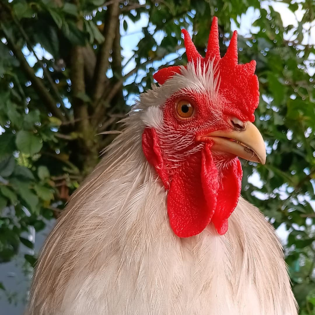 Cochinkriel haan, Dieren en Toebehoren, Pluimvee, Mannelijk, Kip