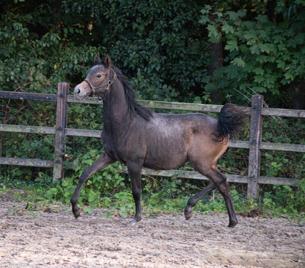 Hoefsmid gezocht, Meerdere dieren, Met stamboom