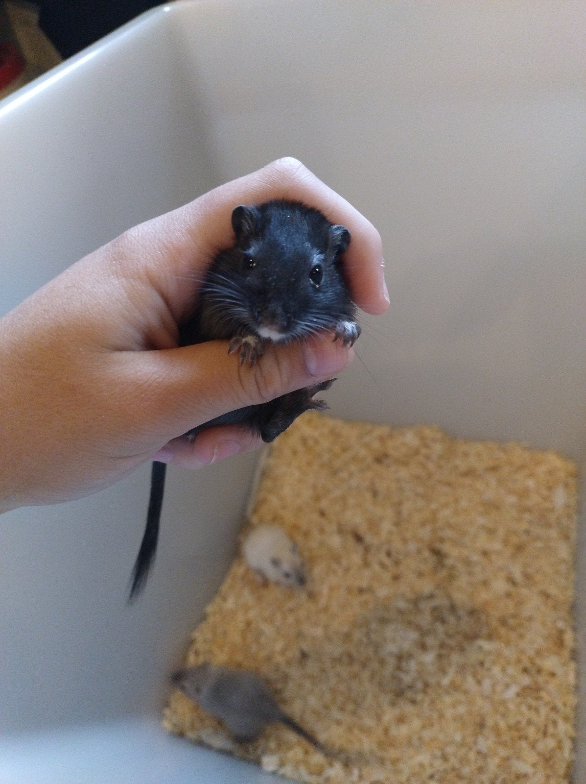jong gerbil vrouwtje, Animaux & Accessoires, Juillet, Femelle, Domestique