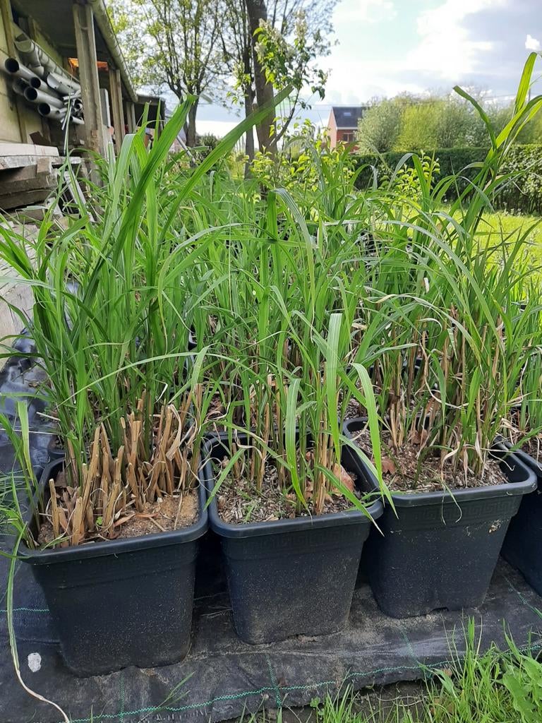 Grote siergrassen, Jardin & Terrasse, Plantes | Jardin, Enlèvement, Graminées ornementales