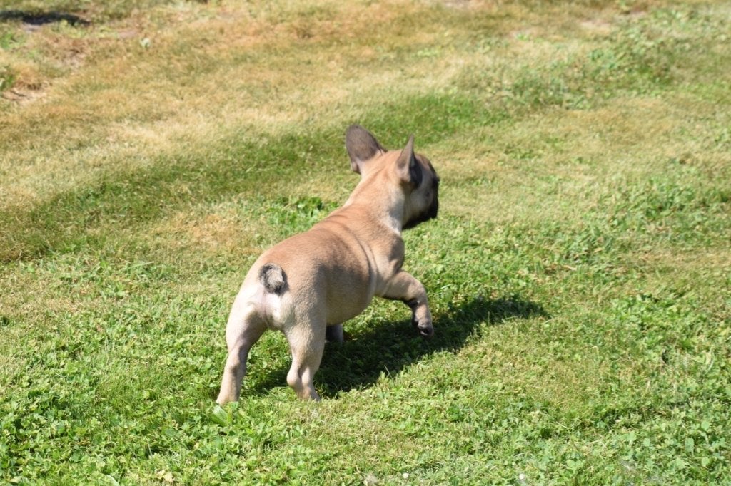 Franse bulldog pups, Dieren en Toebehoren, 15 weken tot 1 jaar, Reu, Buitenland, CDV (hondenziekte)