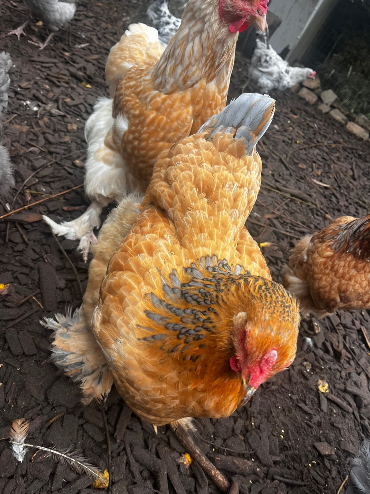2 mooie stevige brahma hennen, Dieren en Toebehoren