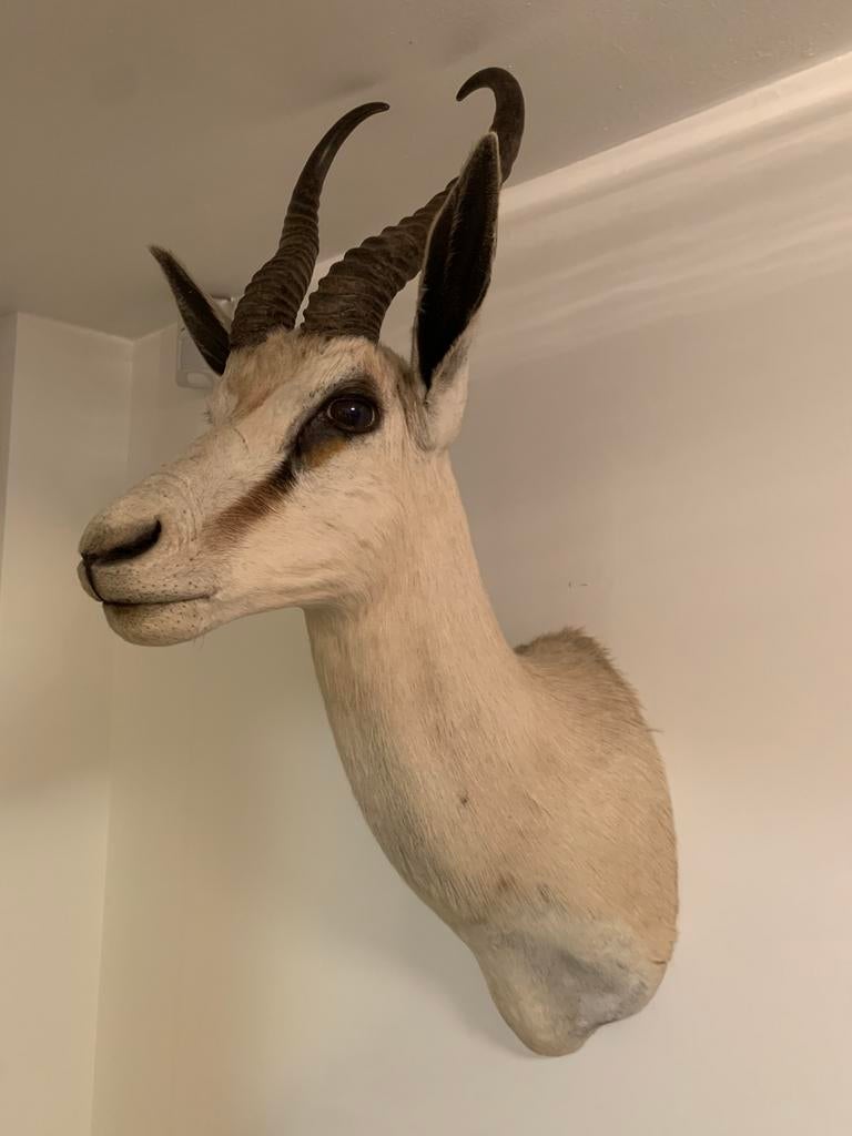 Trophee springbok, Enlèvement, Comme neuf