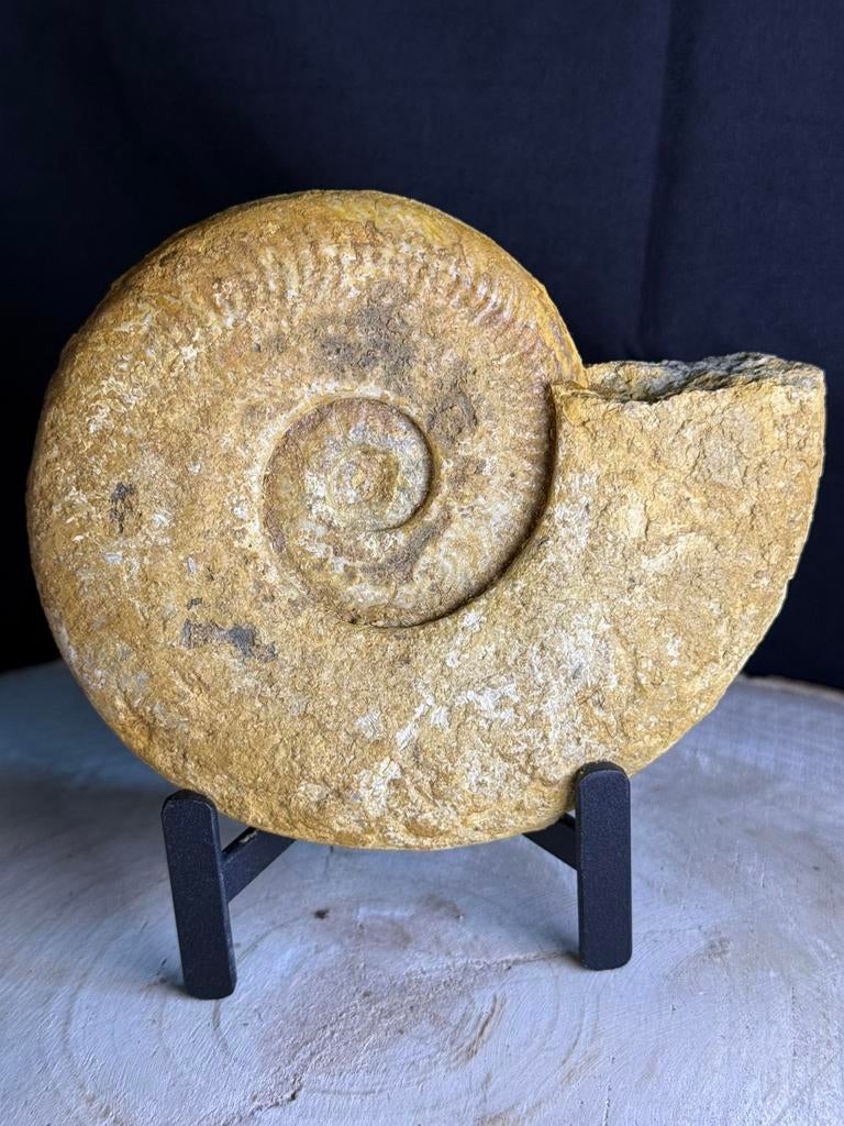 Ammonite fossile — collectionneur décoratif à l'état naturel, Collections, Minéraux & Fossiles, Enlèvement ou Envoi, Fossile