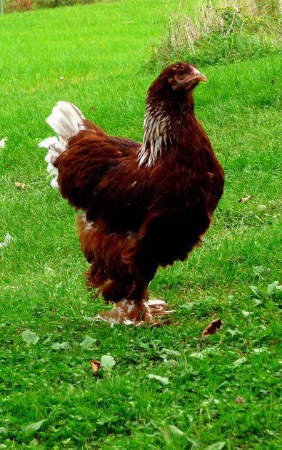 Brahma oeufs fécondé à incuber à couver rouge blanc, Envoi, Neuf