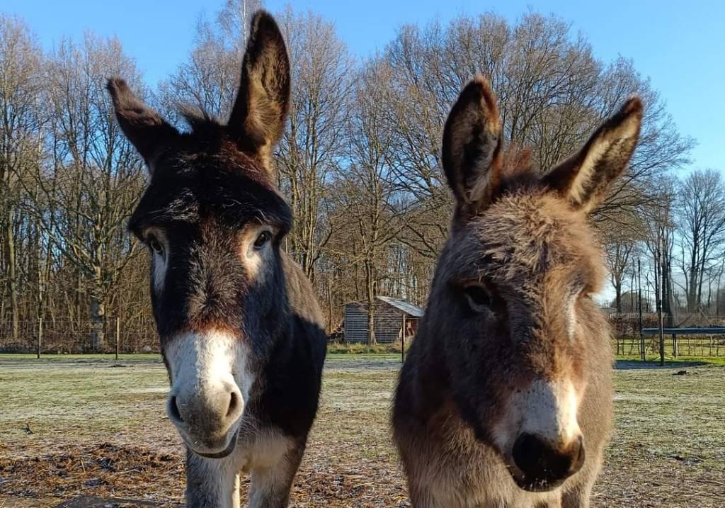 Gezocht: weide, stal- en verzorgingsmaterialen voor ezels, Weidegang, 4 paarden of pony's of meer