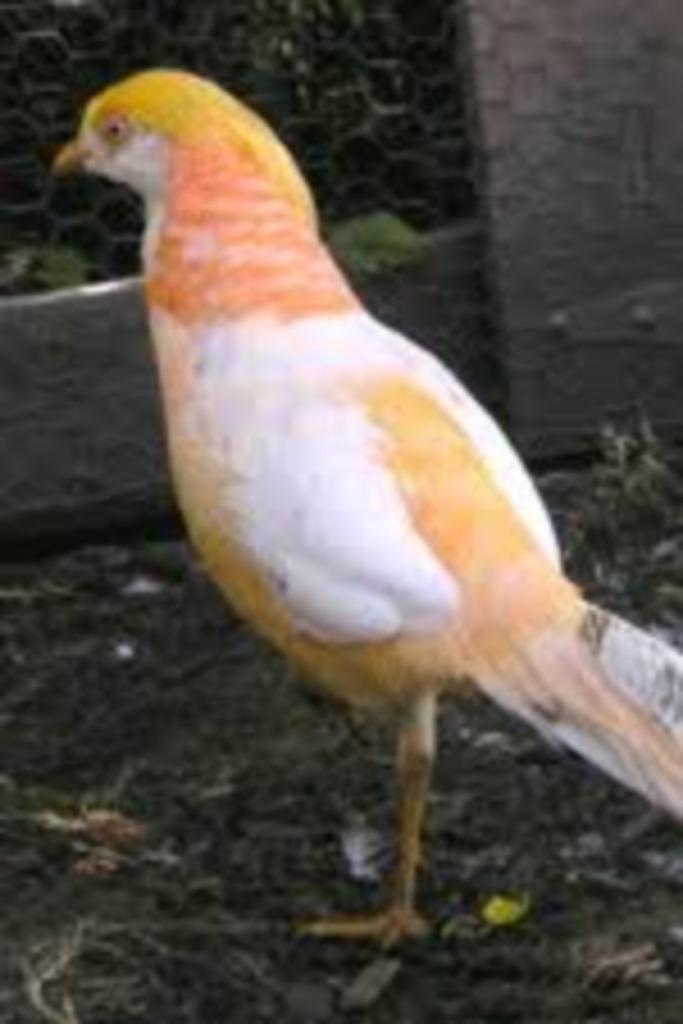 FAISAN DORÉ À LA PÊCHE, Animaux & Accessoires, Oiseaux | Oiseaux Autre, Oiseau chanteur sauvage, Plusieurs animaux, Domestique