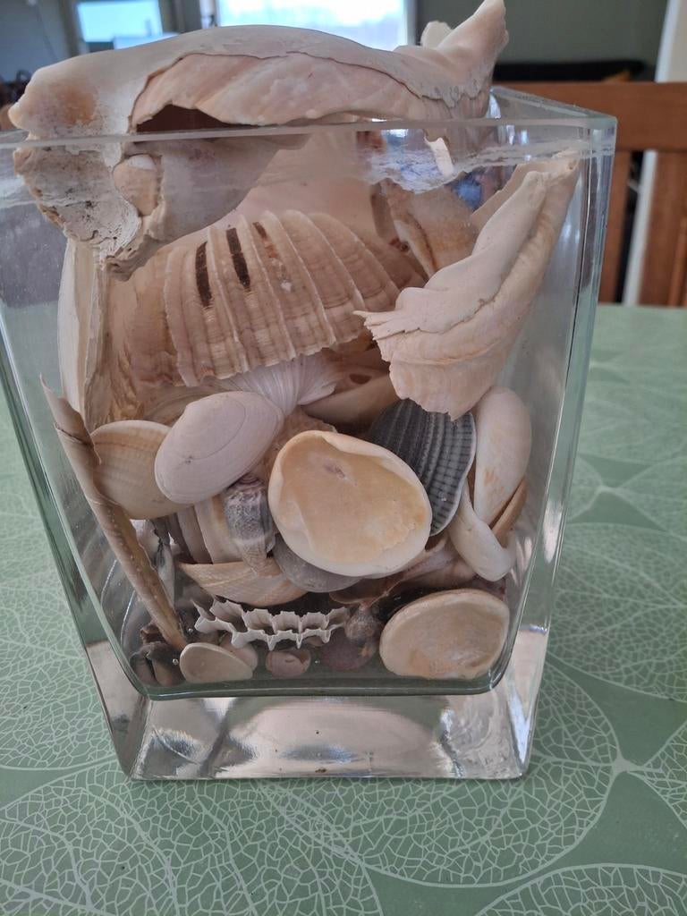 Vase en verre avec une collection de coquillages à l'intérie, Collections, Enlèvement, Utilisé