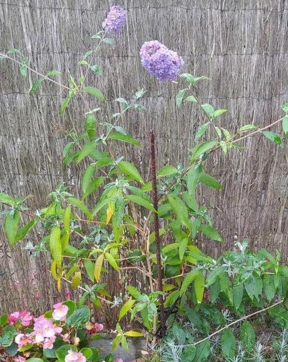 Vlinderstruik die mooie, paarse bloemen geeft, Tuin en Terras, Ophalen of Verzenden, Zomer