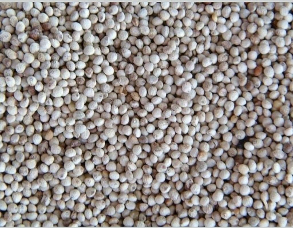 Perilla Wit 500 gram - Enkelvoudige zaden - Winkel en Websho, Dieren en Toebehoren, Ophalen