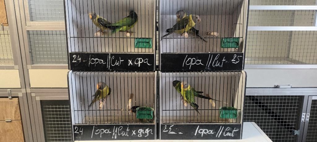 pruimkopparkieten, pruimkoppen, Dieren en Toebehoren, Parkiet, Geringd
