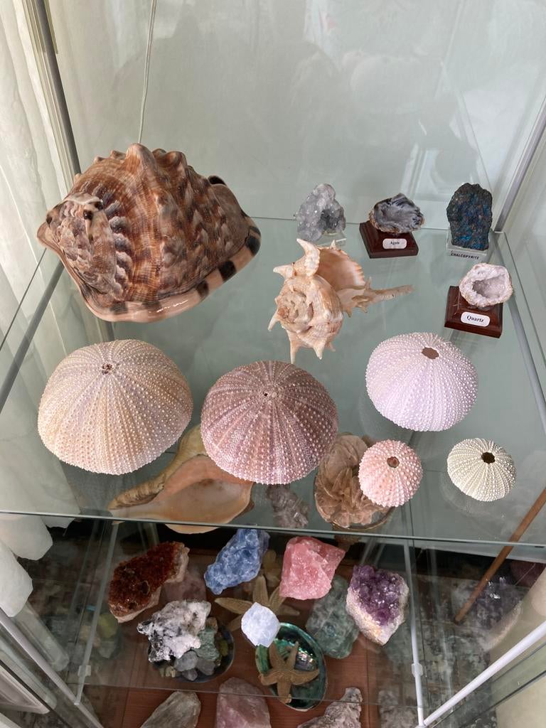 Zee egels, Verzamelen, Mineralen en Fossielen, Ophalen of Verzenden