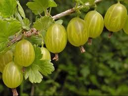 kruisbessen struikjes, Ophalen of Verzenden, Zomer, Vaste plant, Volle zon