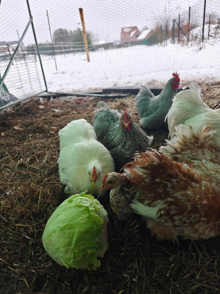 Cochin kriel hanen, Dieren en Toebehoren, Pluimvee