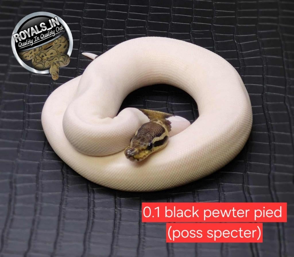 Ball python/python regius/konings python, Dieren en Toebehoren, Reptielen en Amfibieën