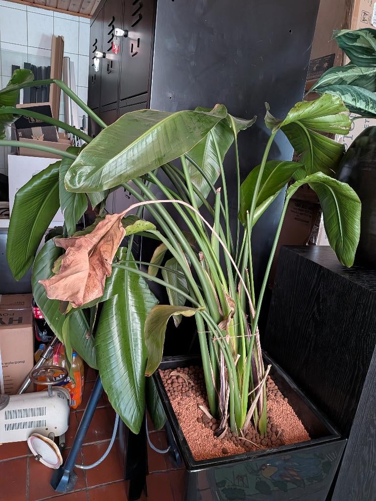 grote plant incl pot kamerplant strelitzia nicolai, Autres espèces, En pot, Plein soleil, Plante verte