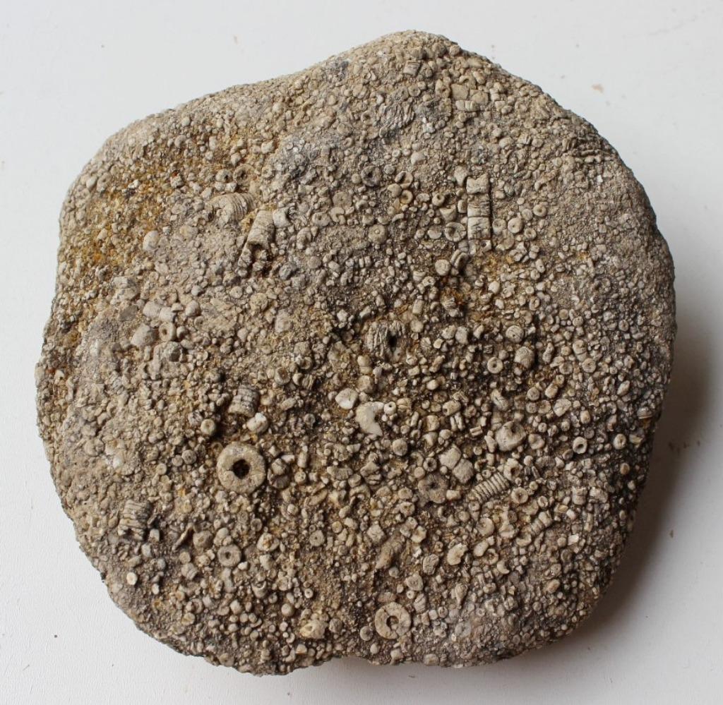 FOSSILE DE VER TUBULAIRE, Enlèvement ou Envoi, Fossile