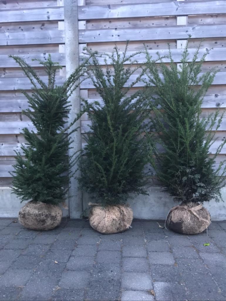 Taxus baccata in alle maten en vormen, Ophalen, Taxus, Haag