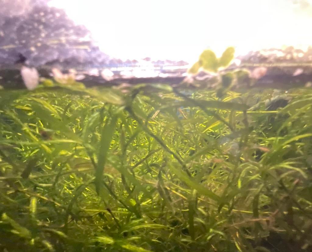 Aquarium planten guppygras en anubias minor, Dieren en Toebehoren, Vissen | Aquaria en Toebehoren, Ophalen, Nieuw, Plant(en), Steen of Hout
