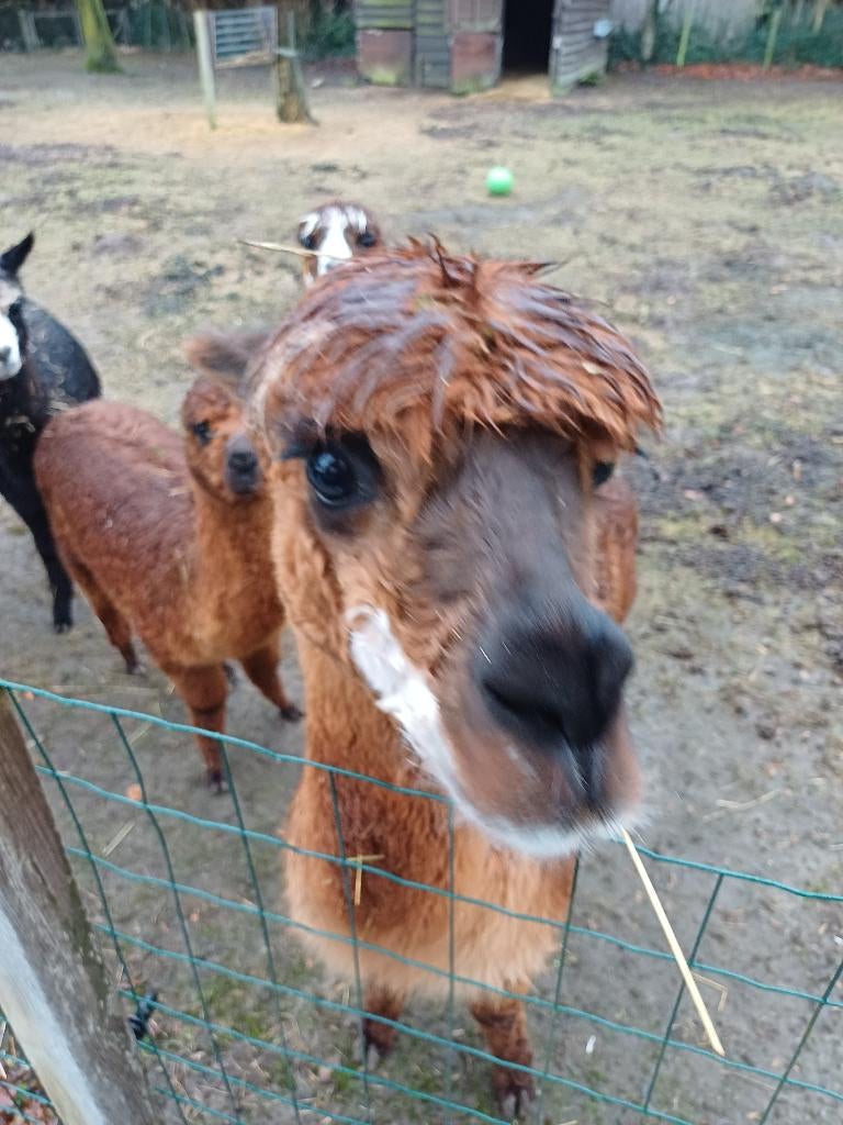 Alpaca hengst heel lief, Dieren en Toebehoren, Mannelijk