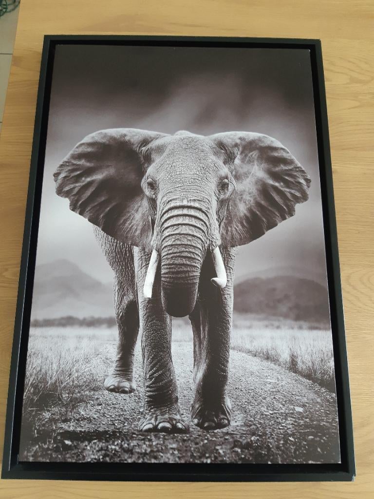 Canvas olifant, Ophalen, Zo goed als nieuw