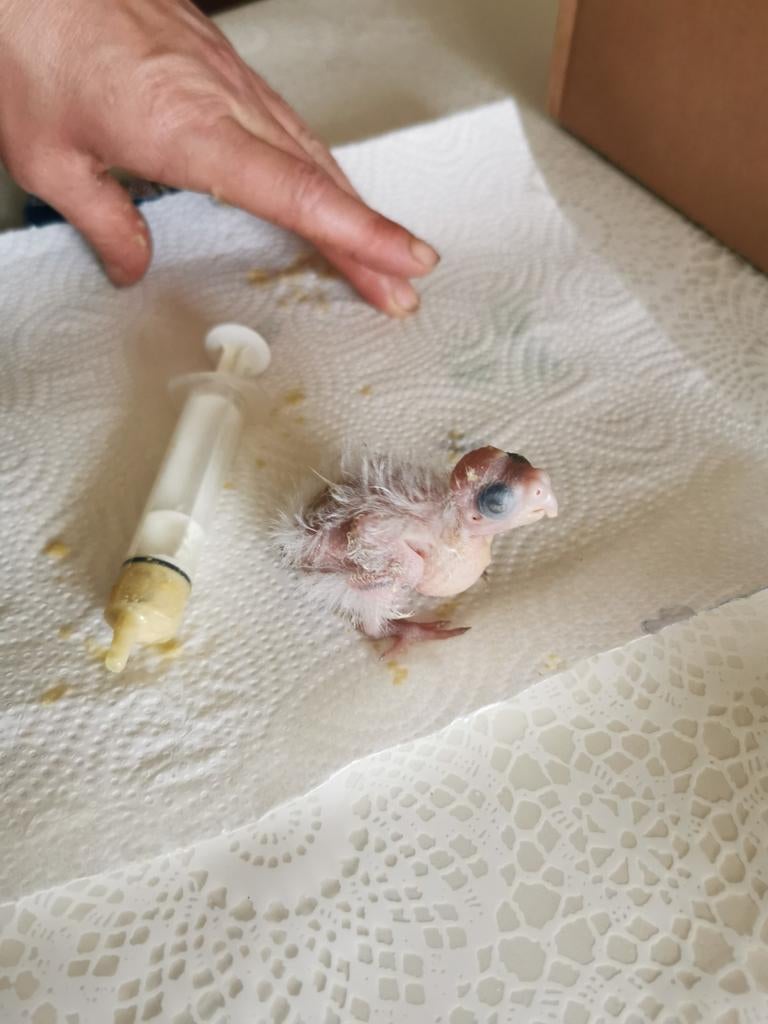 Zeer tamme en bijzonder lieve Valkparkieten, Dieren en Toebehoren