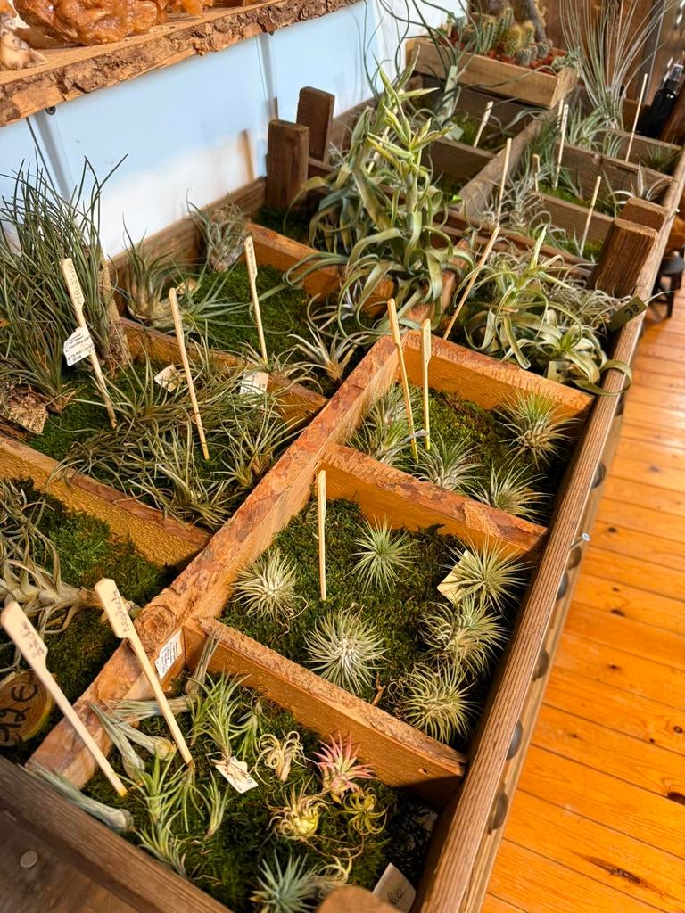 Tillandsia - Plantes aériennes à vendre - différentes sortes, Autres espèces, Enlèvement ou Envoi, Moins de 100 cm, Plante verte