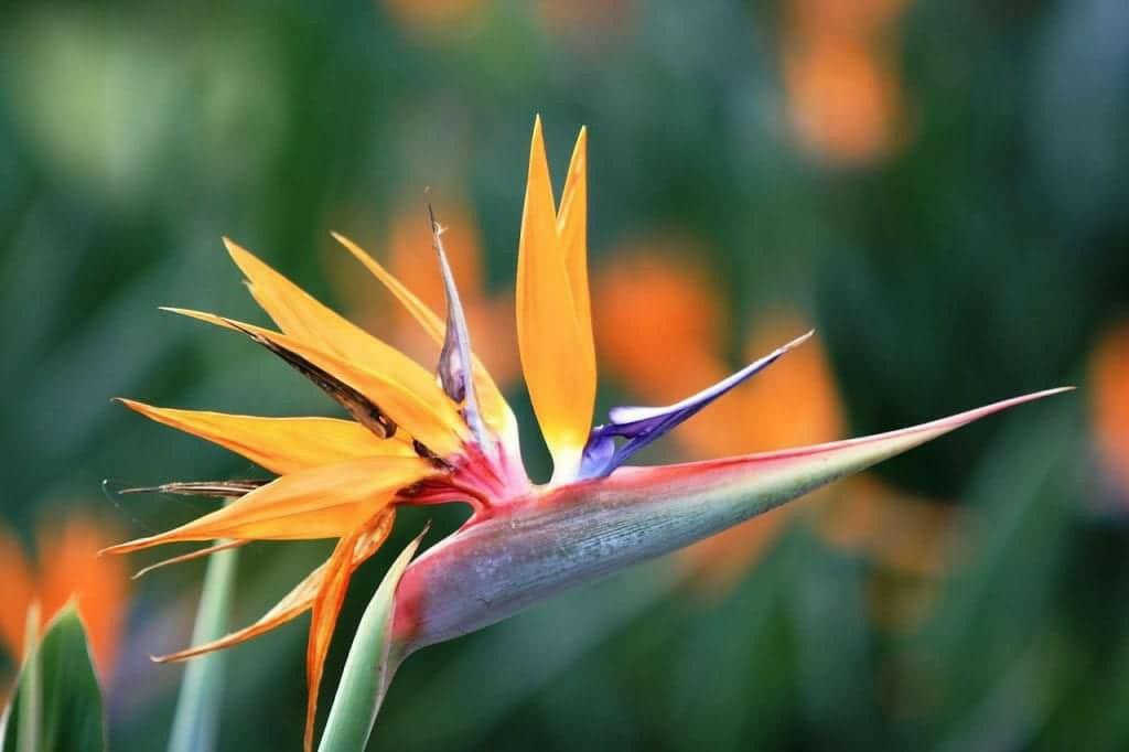 Paradijsvogelplant ( strelitzia reginea), Plein soleil, Été, Plante fixe, Enlèvement ou Envoi