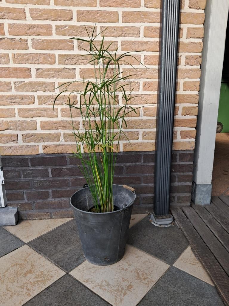 Parapluplant, Tuin en Terras, Ophalen, Vaste plant