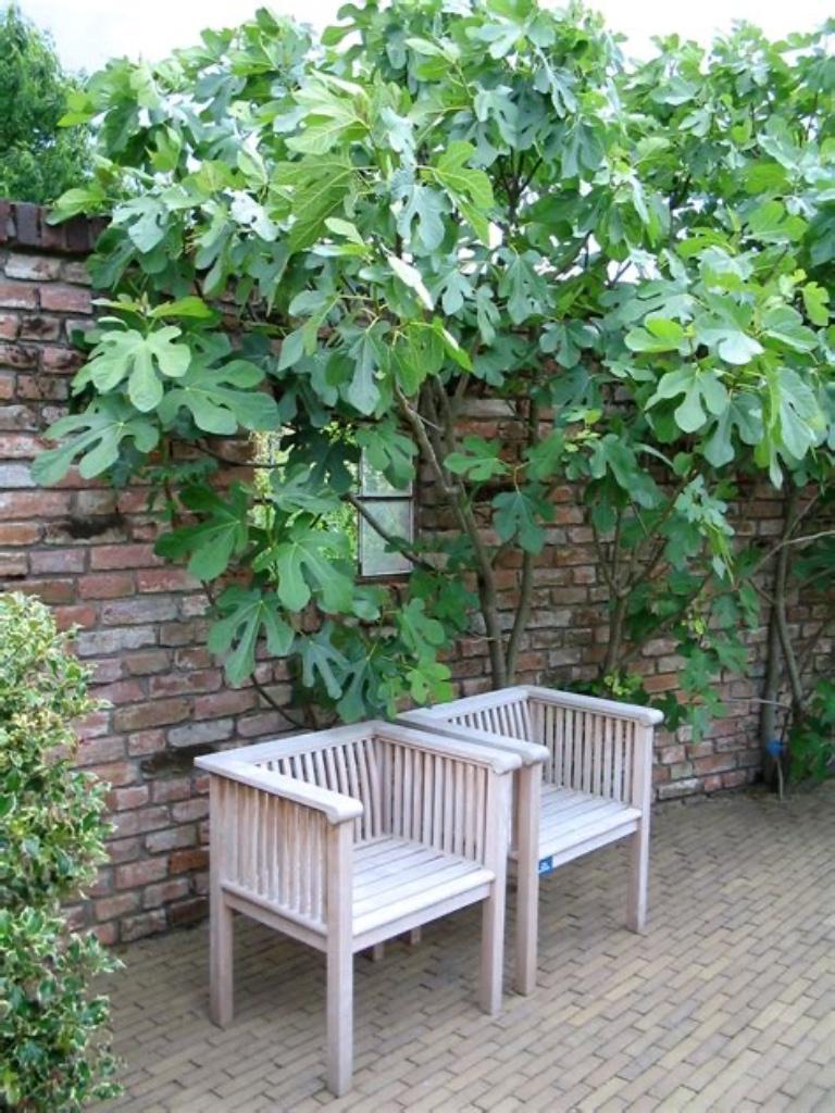 Vijg, Tuin en Terras, Ophalen