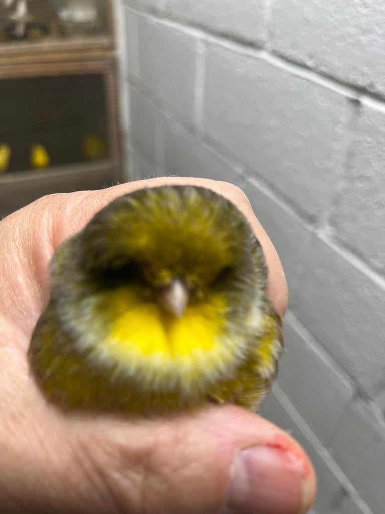 Kanarie mannen glosters, Dieren en Toebehoren, Vogels | Kanaries, Postuurkanarie